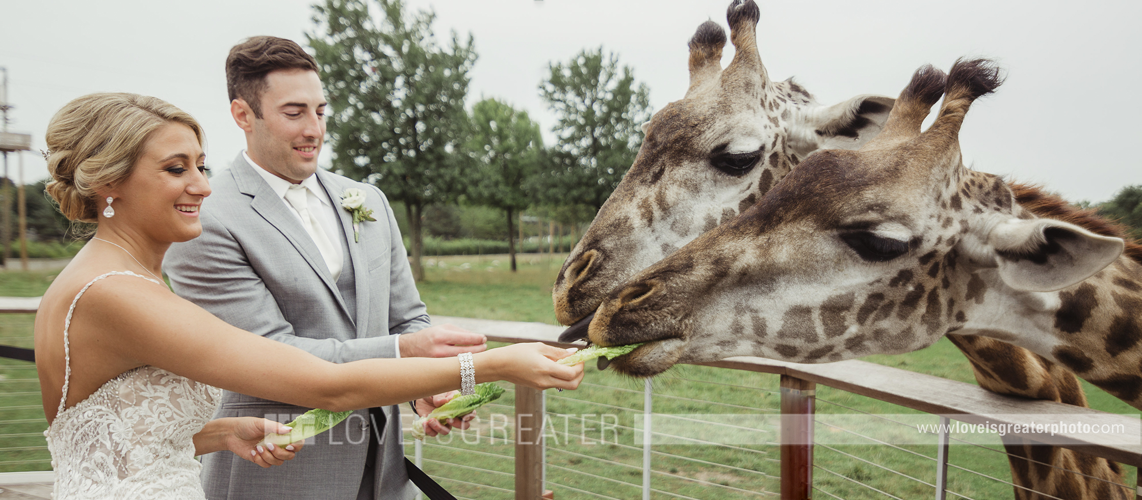 bride and groom feeding giraffe at Toledo zoo